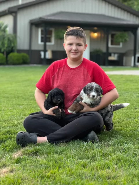 A 12-year-old boy sitting in a green yard holding 2 Bernedoodle puppies in his lap