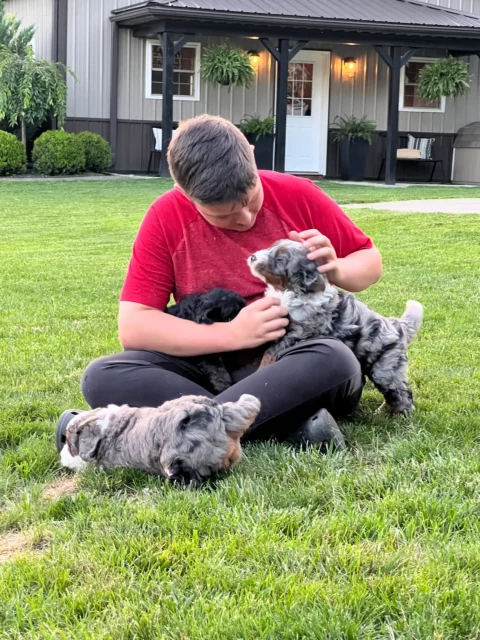 A 12-year-old boy sitting in green yard playing with 2 Bernedoodle puppies