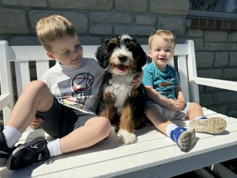 2 brothers with their Bernedoodle puppy between them on a bench