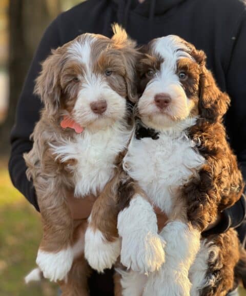 2 Goldendoodle puppies held together