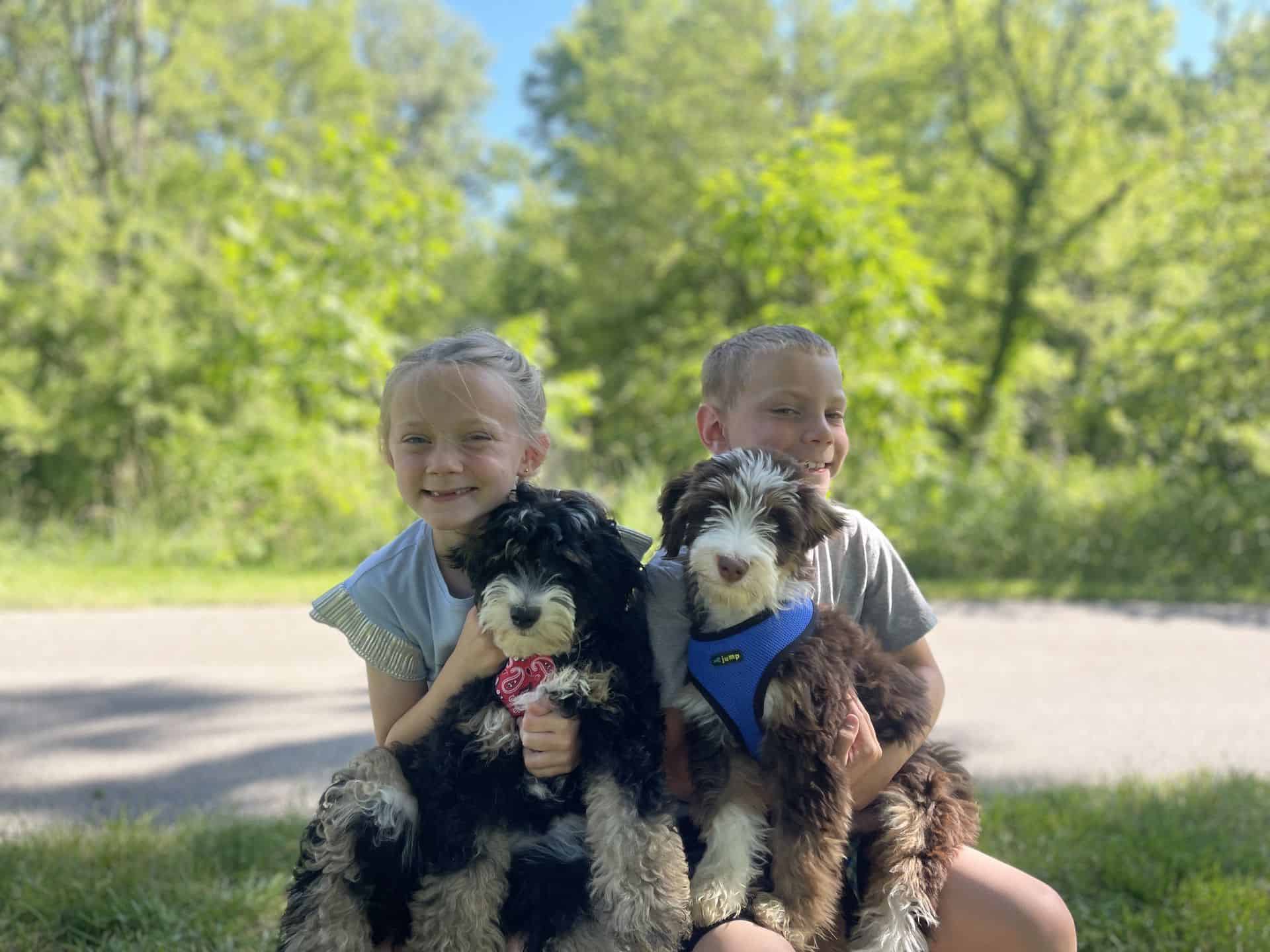 2 siblings posing with their 2 Bernedoodle puppies