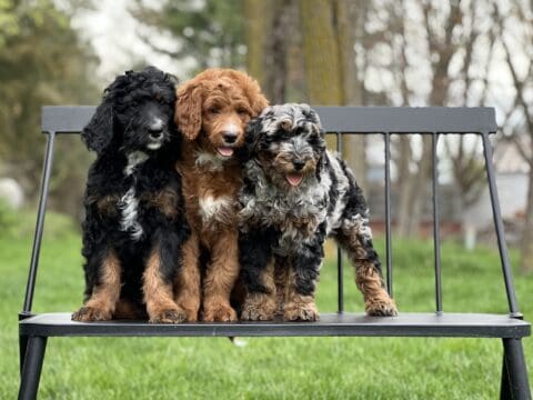 3 Bernedoodle & Goldendoodle puppies standing on a bench