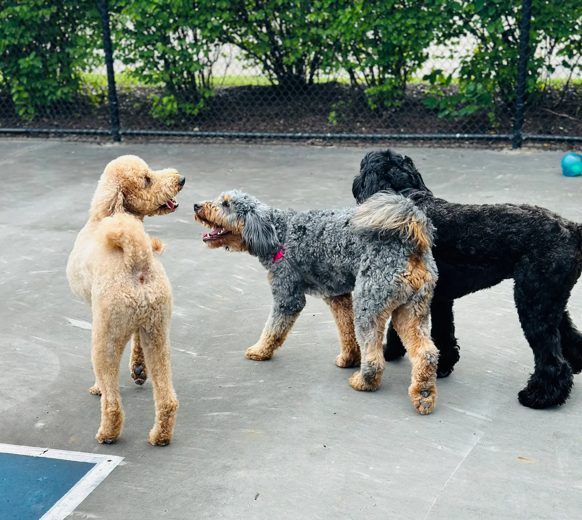 3 mini Doodles playing outside on a tennis court