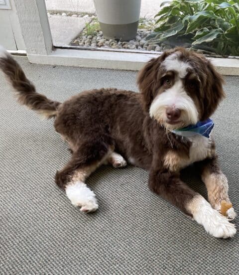 5-month old, first time groomed Bernedoodle lying on porch