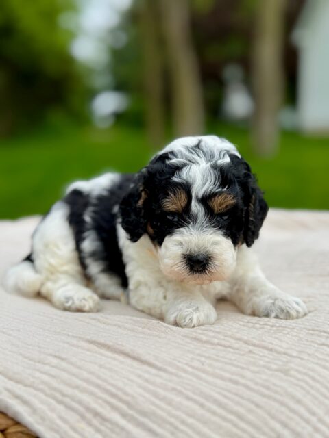 poodle puppy