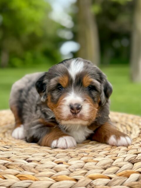 bernedoodle puppy
