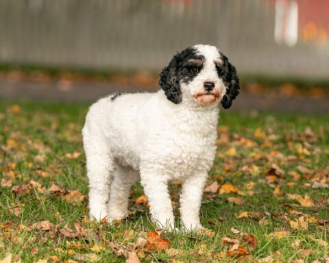 poodle mom