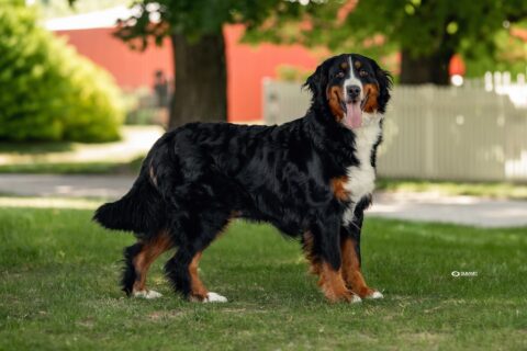 zayda bernese mountain dog