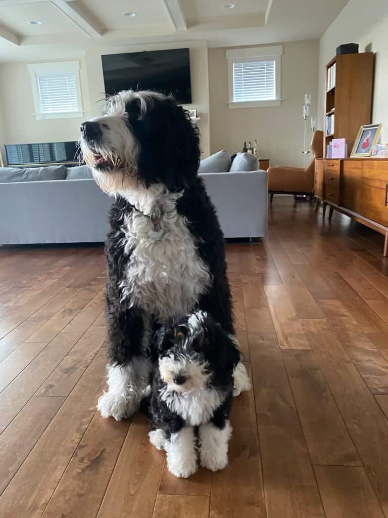 Adult standard and adult mini Bernedoodle puppies posing in living room for size comparison