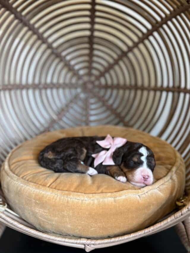 bernedoodle puppy