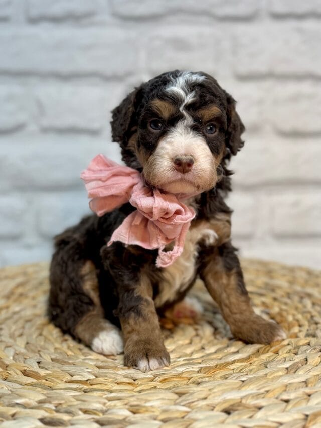 bernedoodle puppy