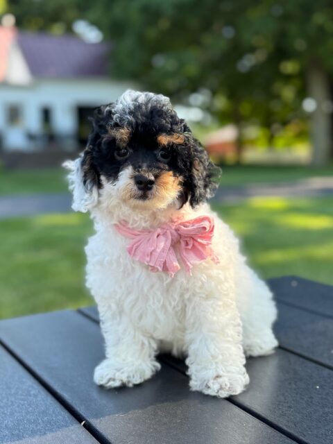 poodle puppy
