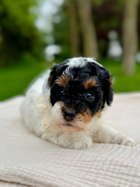 poodle puppy