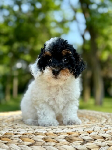 poodle puppy