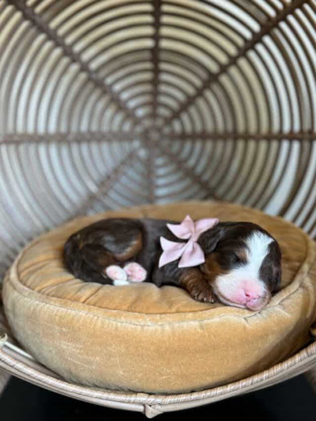 bernedoodle puppy