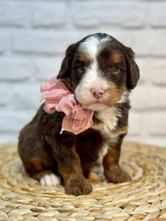 bernedoodle puppy