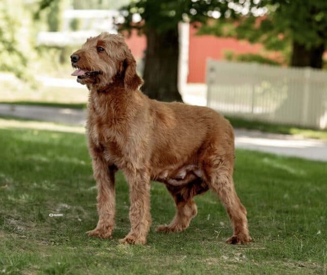 Amber Goldendoodle Mom