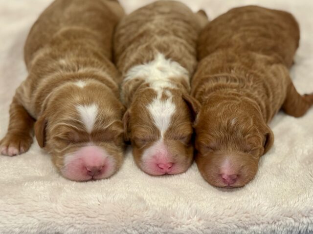 goldendoodle puppy