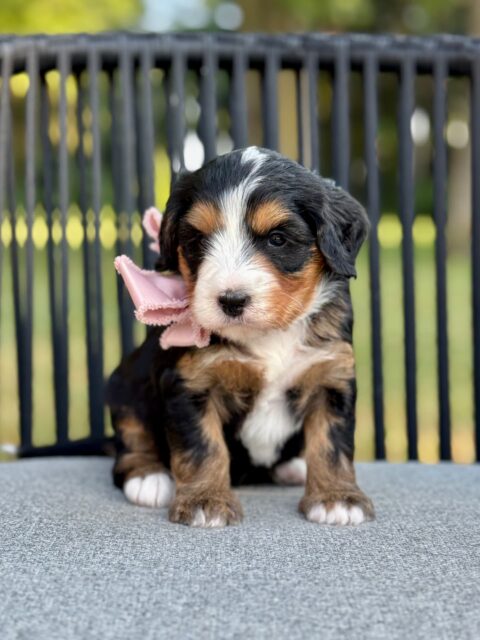 bernedoodle puppy