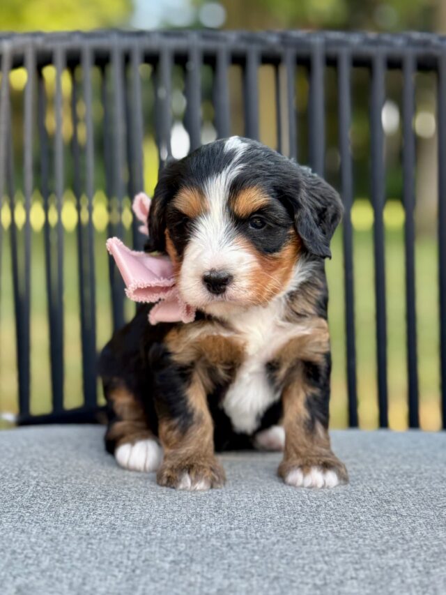 bernedoodle puppy