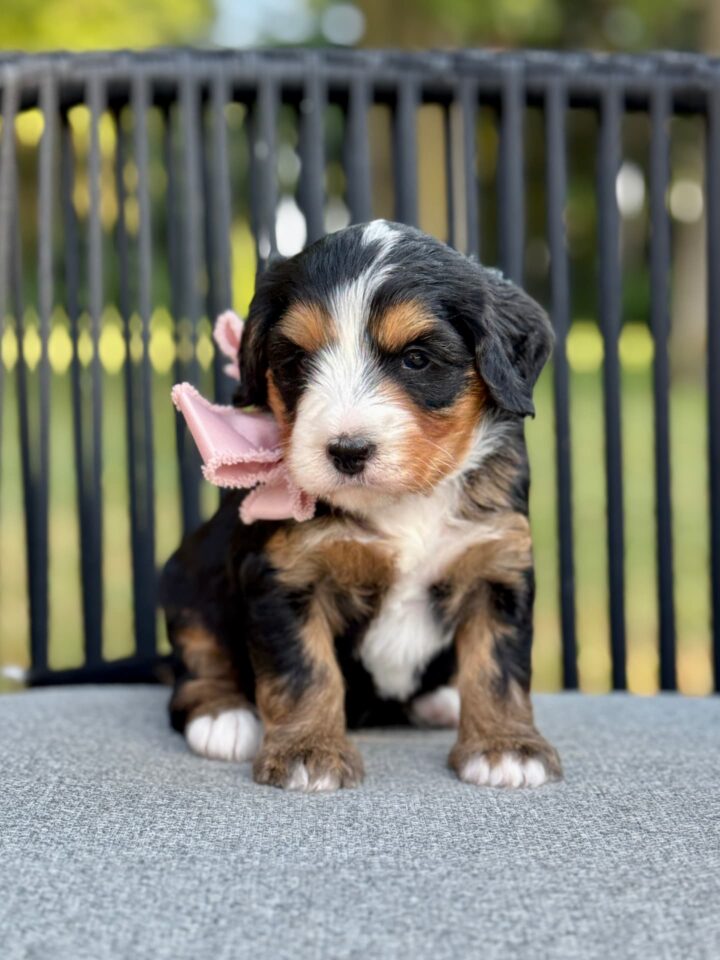 bernedoodle puppy