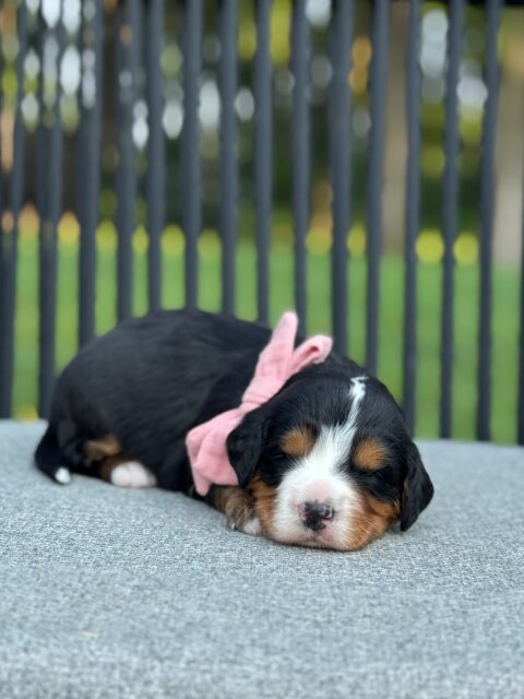 bernedoodle puppy