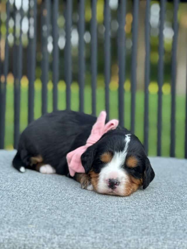 bernedoodle puppy