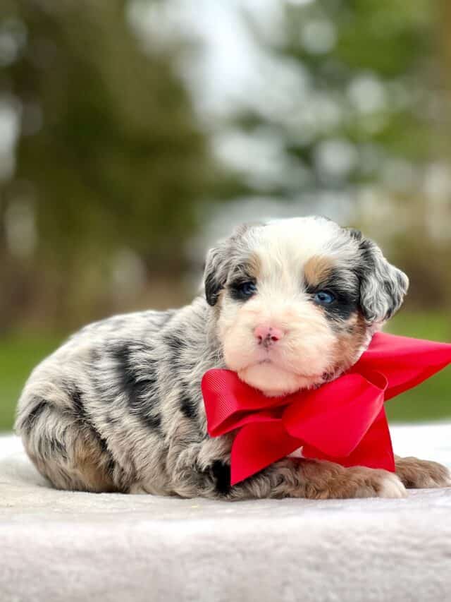 bernedoodle puppy