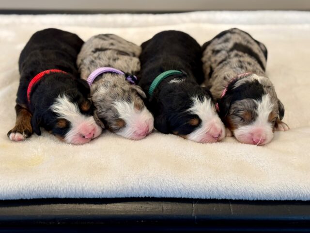 bernedoodle puppy