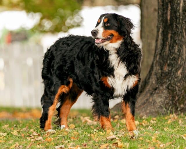 Bailey, our Bernese Mountain Dog