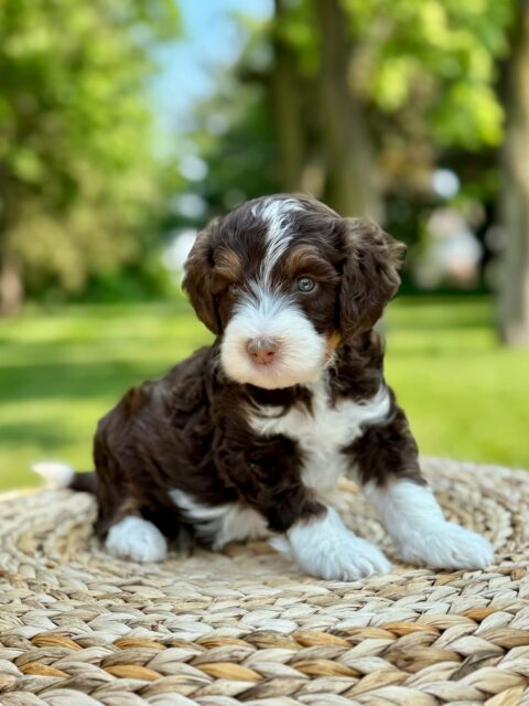 bernedoodle puppy
