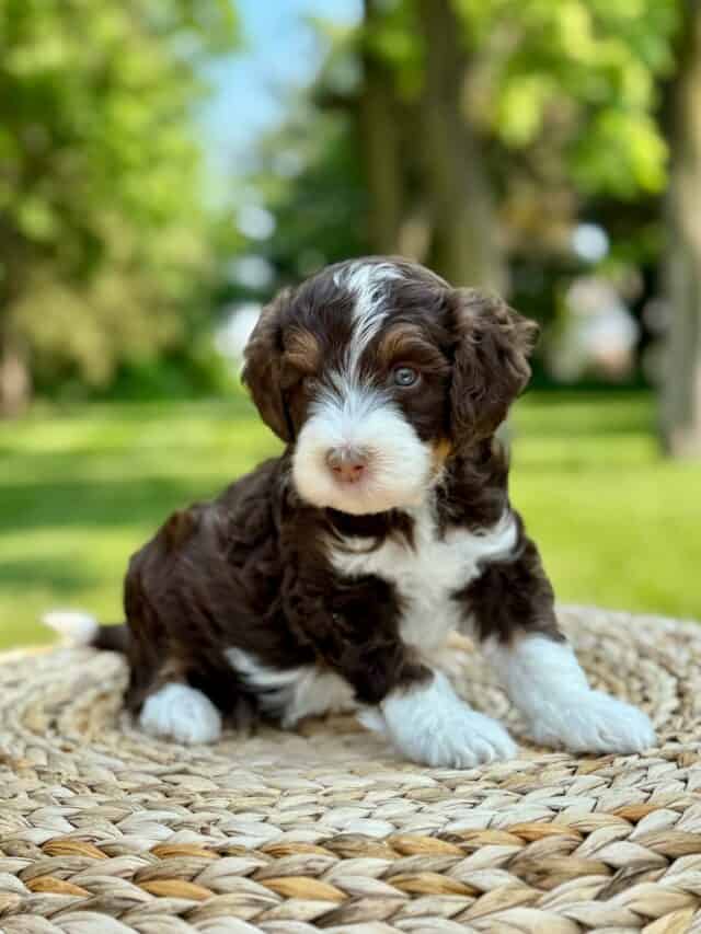 bernedoodle puppy