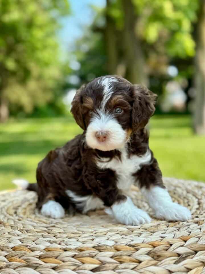 bernedoodle puppy