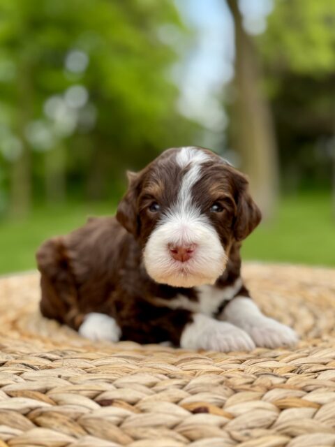 bernedoodle puppy