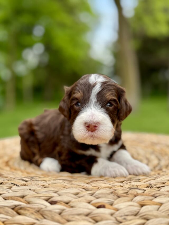 bernedoodle puppy