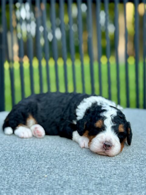 bernedoodle puppy