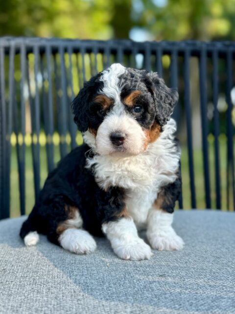 bernedoodle puppy