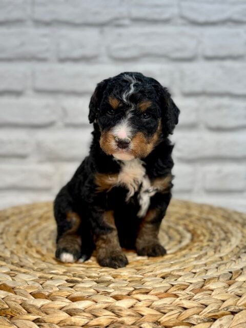 bernedoodle puppy