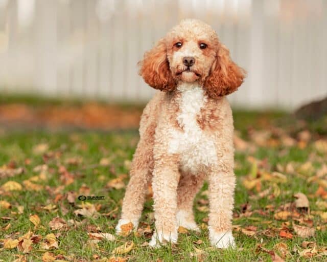 Beau Goldendoodle Dad