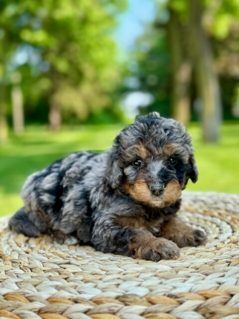 bernedoodle puppy2