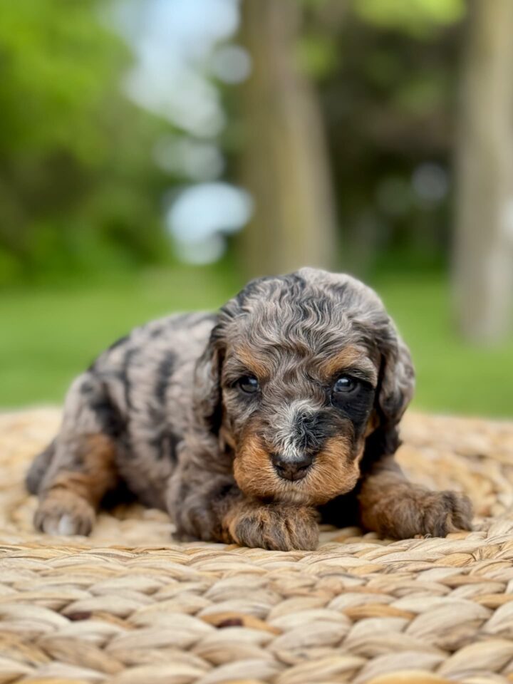 bernedoodle puppy