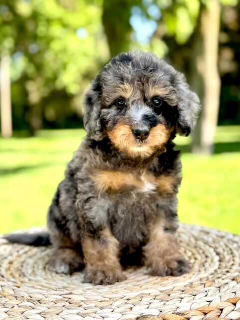 bernedoodle puppy