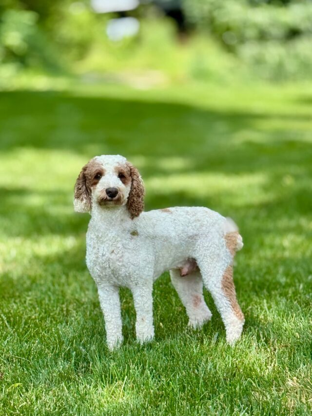 poodle stud