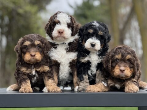 chocolate bernedoodle puppies