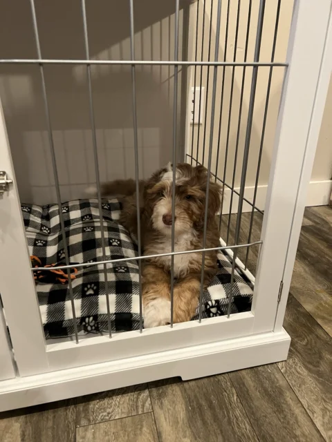 Bernedoodle is in his cage