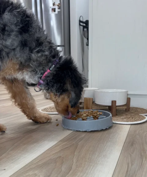 Bernedoodle eating healthy food out of a bowl