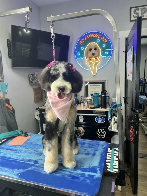 Bernedoodle getting groomed