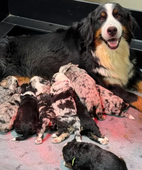 Bernedoodle mom feeding newborn puppies