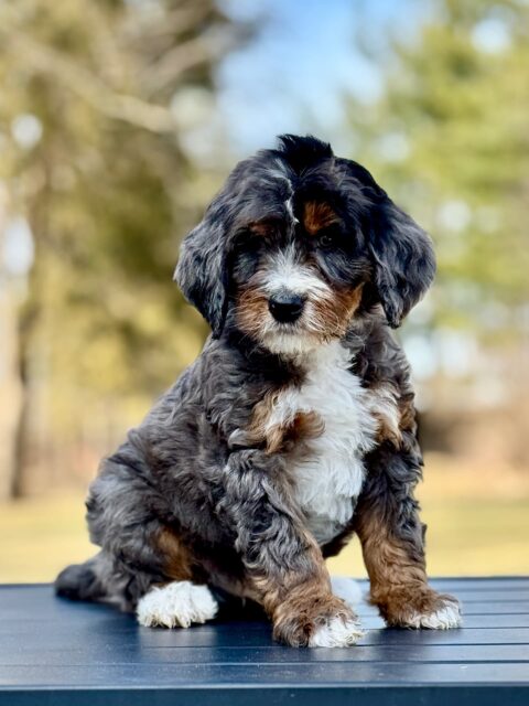 bernedoodle puppy