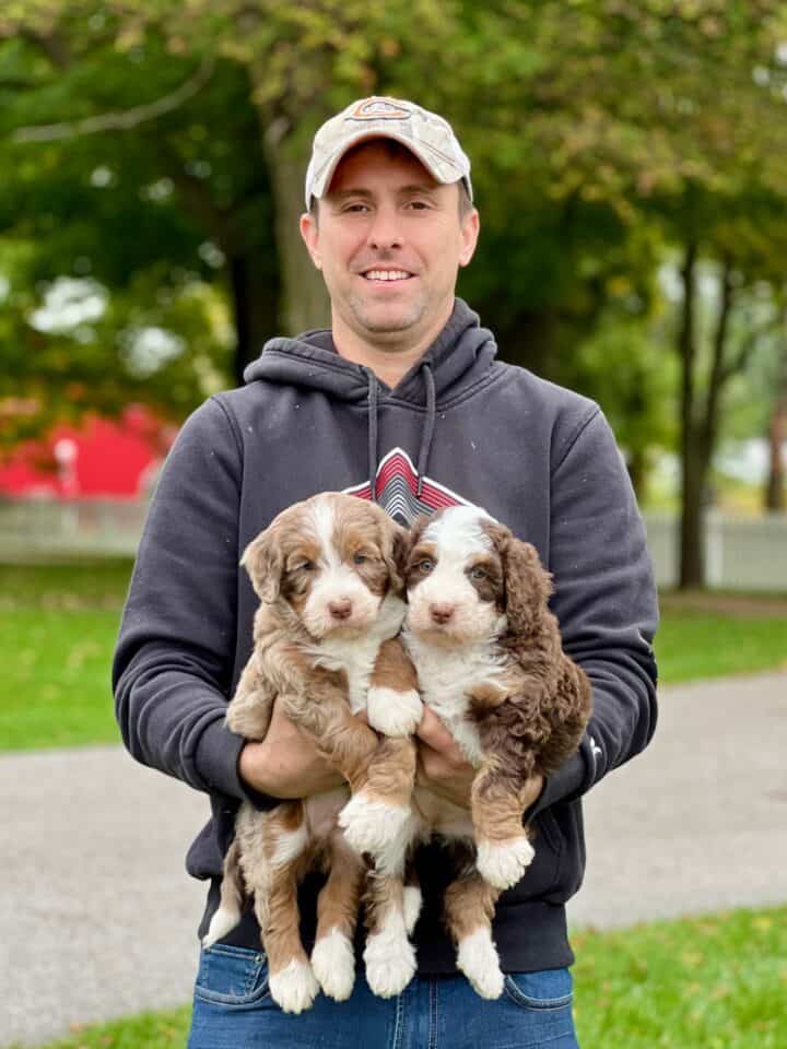 Two bernedoodle puppies with Robin